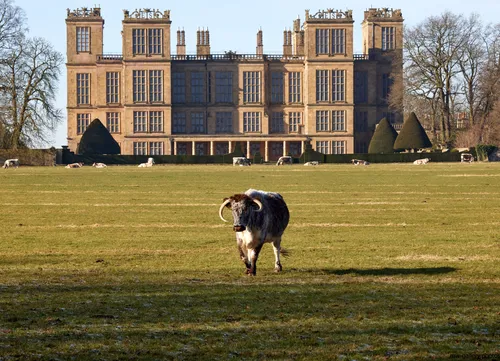 This landscape photograph, taken in late morning during the winter, shows a bull in the foreground grazing in a frosty field among a group of cows. The bull is in front of the prominent architecture of Hardwick Hall, a well-known Elizabethan manor house located in Derbyshire, United Kingdom. The building, an iconic National Trust property, is framed by landscaped gardens and parkland, reflecting the historical significance and grand design typical of Elizabethan estates in England.